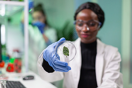 近距离接近的非洲科学家 看着有绿叶子的花生菜盘样本化学药品化学家植物学科学微生物学管子技术实验图片