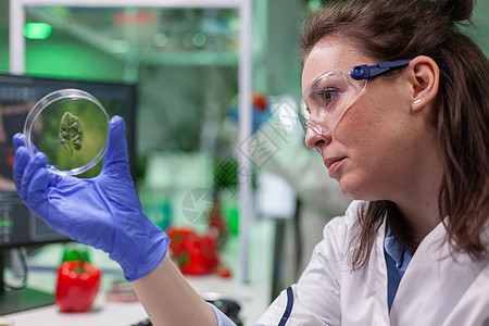 植物学家研究家持有用绿色叶样样本分析基因突变的fetri菜碟测试微生物学电脑实验生物学家显微镜生态科学家化学家管子图片