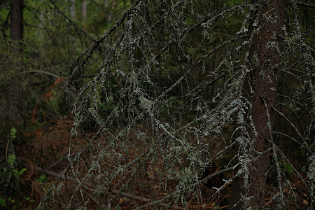 长松萝管子苔藓宏观真菌植物学植物树干植物群松树生长图片