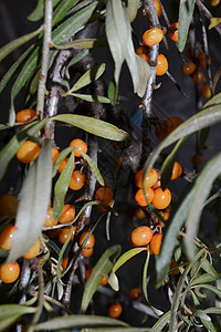 树枝上的巴克角浆果沙棘生长橙色浆果食物农业药品季节植物群收成图片