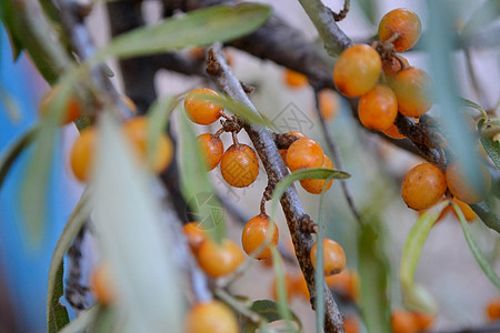树枝上的巴克角浆果水果衬套橙色橙子药品生长植物群食物叶子收成图片