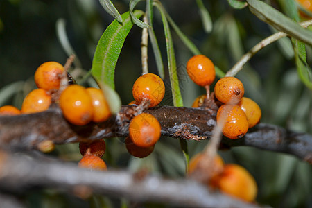 树枝上的巴克角浆果鼠李生长植物群叶子橙色橙子花园浆果植物水果图片