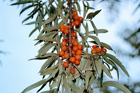 树枝上的巴克角浆果浆果季节衬套沙棘收成花园橙子植物群植物叶子图片