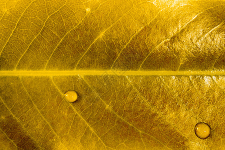 金叶纹理和水滴植物叶子宏观黄色橙子植物学图片