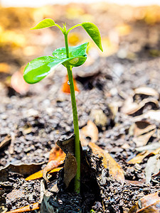 在森林中播种年青植物的树芽叶绿色白色生态森林叶子生活土壤幼苗生长图片