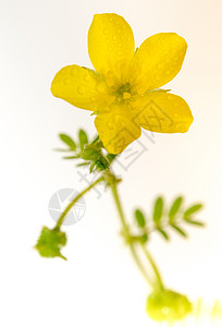 白色背景中隔离的黄花小卡龙头杂草草本植物野花植物热带菱角绿色叶子宏观陆地图片