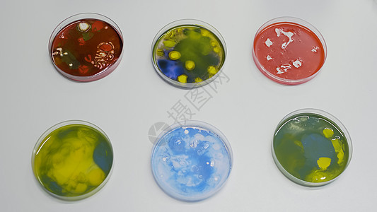 在实验室里用细菌在桌子上放置菌种图片