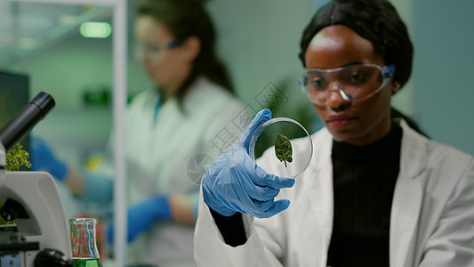 近距离接近的非洲科学家 看着有绿叶子的花生菜盘植物学科学生物生物学食物手套电脑植物显微镜样本图片