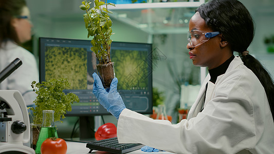 与番茄相比 研究绿色树苗的女研究人员女士外套生长制药植物生物检查实验室技术科学家图片