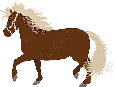 长尾巴和人的迷你马或小马图片