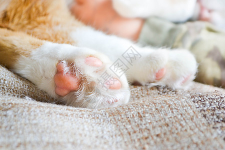 猫爪闭上 家养宠物休息 软猫脚小猫手指猫科哺乳动物猫咪宏观爪垫皮肤爪子动物图片