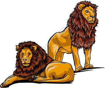 两只狮子 在白色背景上孤立的矢量图图片
