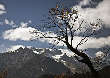 秋秋树 蓝天和喜马拉雅山图片