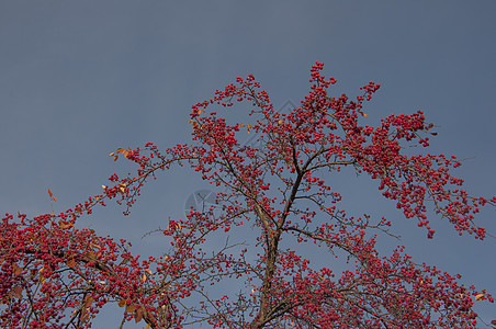 秋天生命 树枝上摘下野生苹果树的果实枝条农场树叶生长绿色荒野公园植物群水果植物人背景图片