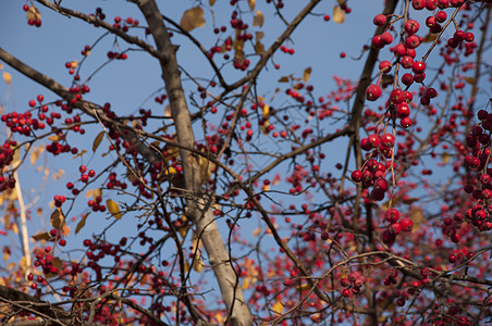 秋天生命 树枝上摘下野生苹果树的果实收成植物植物人叶子季节红色公园生长水果农场图片