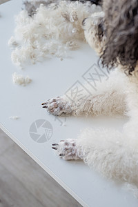 梳妆打扮的比川壁起或沙发里的小狗狗毛皮混种沙龙美容师服务刷子小狗哺乳动物职业头发图片