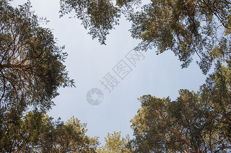 秋天的森林背景 黄叶在棕色天空中的八叶季节图片