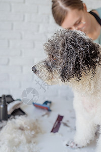 美容院里露出笑脸的女子剪刀毛皮洗澡工具哺乳动物沙龙猎犬服务理发混种图片