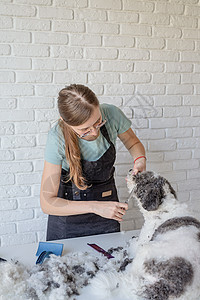 美容院里露出笑脸的女子哺乳动物刷子美容师梳子卫生发型犬类毛皮服务洗澡图片