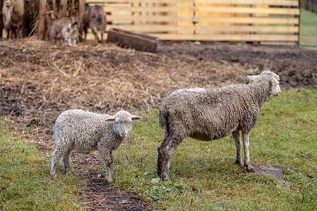 牧羊和羊羔在绿草上吃草 养羊 做家务羊肉哺乳动物牧场羊皮摊位剪刀母羊生物农业外壳图片