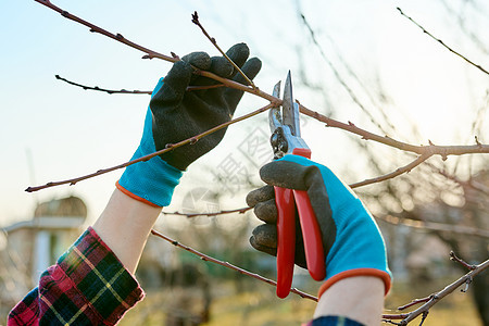 春季季节性园艺 种植果树 剪剪剪成人修枝灌木金属衬套刀具季节活动后院工具图片