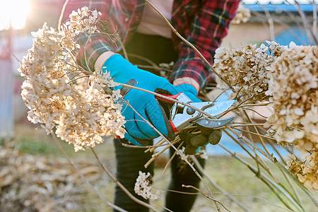 在花园后院做季节性春季工作 用剪裁剪剪来修剪一个Hydranga灌木丛花园绣球花金属剪刀园丁工具工人女士植物女性图片