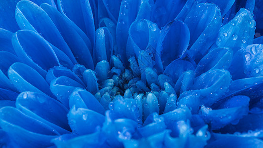 紧闭湿蓝色花瓣 高品质照片图片