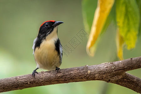 以自然背景为主的Scarlet支持的花鸟照片 动物荒野丘陵鸟类异国唱歌沼泽花卉花朵公园金银花图片