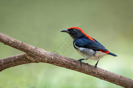 以自然背景为主的Scarlet支持的花鸟照片 动物情调花卉荒野成人小鸟鸟类唱歌沼泽蓝色热带图片