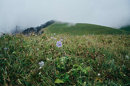 田花山探险旅行 自然自由的冒险之旅旅游公园蓝色季节运动花朵松树岩石植物石头图片