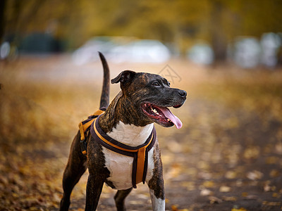 一只成年棕色美洲斗牛犬站在秋天的公园里 望着另一边 嘴张开 舌头伸出来 好狗狗图片