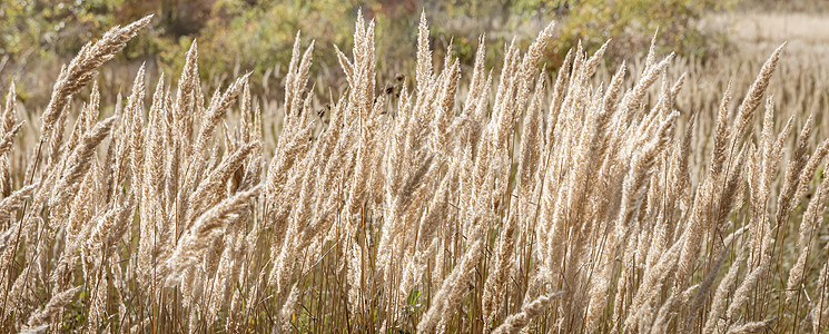 带干秋草的田地植物芦苇荒野场地草原植物群银草乡村季节稻草图片