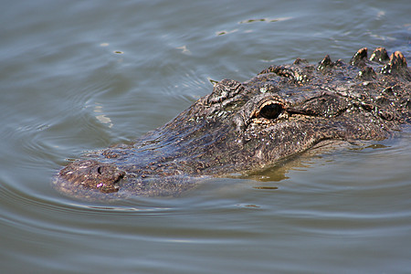 一只半淹没在佛罗里达的野生鳄鱼的暗眼图片