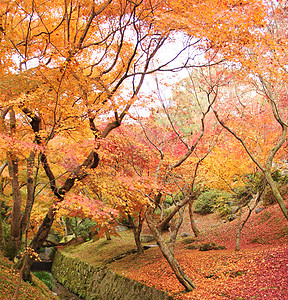 美丽的秋天世界各处日记旅游狂照片生活游客博主博客旅行旅游电话图片