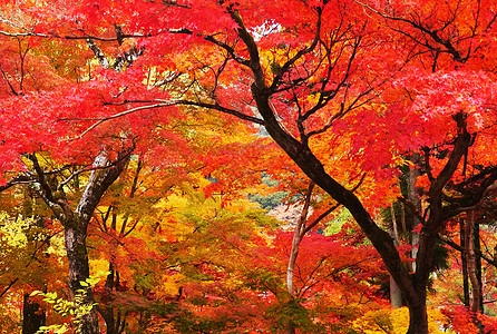 美丽的秋天世界图片假期旅行旅游旅游狂摄影照片游客笔记本博客旅行者图片