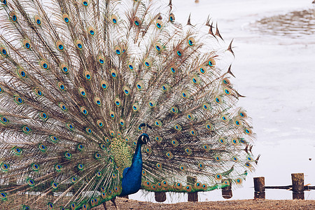 Lazienki或波兰华沙皇家浴池公园的孔雀公鸡尾巴动物脖子男性活力野生动物野鸡羽毛蓝色图片