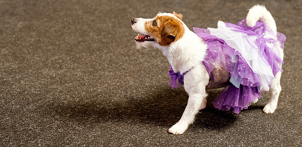 穿着紫色礼服的有趣的狗 满感兴趣地看背景图片