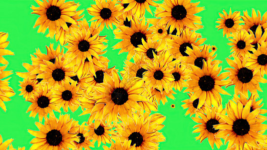 3d 插图绿色碎石上的向日葵背景图案场景剪辑花园几何学运动农业设计环形海报花景图片
