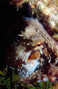 章鱼眼水生生物海洋野生动物生物体海上生活红色动物海洋生物水生动物眼睛图片