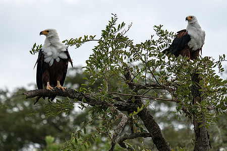 非洲鱼鹰动物群鸟类旅行主题生物体生境农村王国荒野野生动物图片