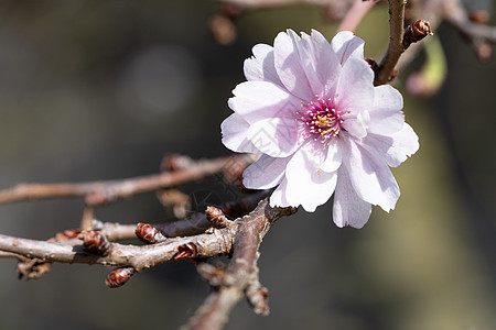 动漫樱花希干樱桃 普鲁努斯植物群灌木花坛花园环境季节生长植被花头风景背景