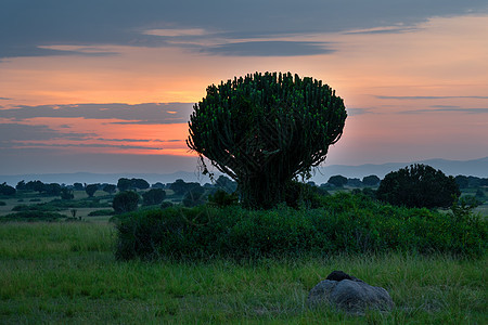 乌干达Elizabeth王后国家公园目的地植物生物风景旅游全景生境天空环境农村图片