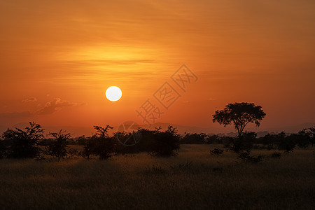 乌干达日出日落植物群旅游荒野环境天空风景生境城市农村图片