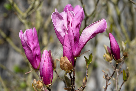 图利普木兰 马尼洛拉公园花头生长植物衬套植被园艺生命周期花坛风景图片
