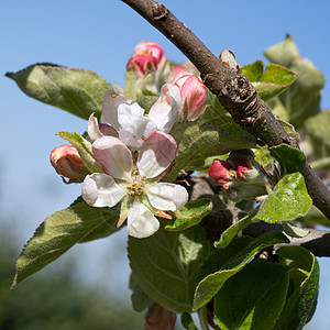 苹果树 马鲁斯家庭a花头环境灌木果树生长花瓣季节风景花园海棠图片