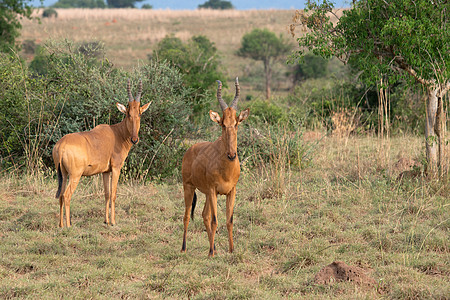 哈特贝斯特 阿尔塞拉胡斯勒韦尔生物体桫椤羚羊环境风景动物旅行生物圈栖息地野生动物图片