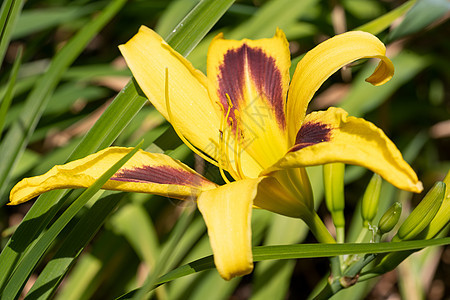 白日百合 赫梅罗卡迪斯植物群季节花艺花园植物环境园艺萱草风景花头图片