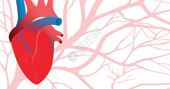 人的心脏和血管 具有淡红色动脉的抽象图案图片