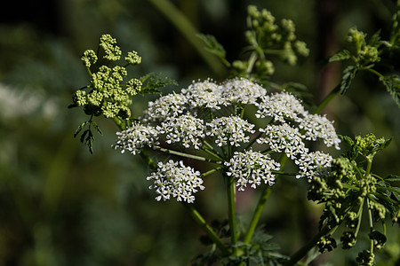 夏天在植物上放白黑发花荒野野花草本植物野生动物杂草生态药品宏观昆虫植物学图片