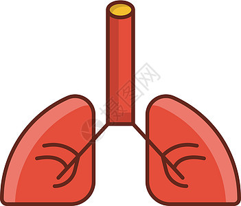 肺器官生物学结核解剖学插图支气管药品诊所胸部身体背景图片